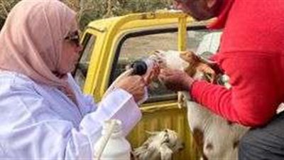 محافظ الجيزة: جهود مكثفة لدعم الثروة الحيوانية وحماية المربين ضمن مبادرة 