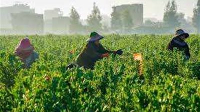 حماية للعاملات الزراعيات.. أبرز القوانين المنظمة للعمالة الزراعية في مصر