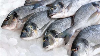 استقرار أسعار الأسماك اليوم السبت 18 يناير 2025