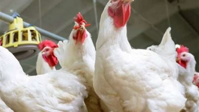 أسعار الدواجن والبيض في الأسواق اليوم الأربعاء 22 يناير 2025