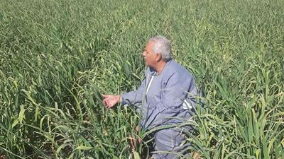 نقيب الفلاحين: زيادة مصانع تجفيف الثوم تعزز العائد التصديري وتدعم الزراعة المصرية