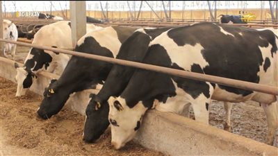 وزارة البيئة السعودية تكشف موعد صرف دعم المواشي لشهر فبراير