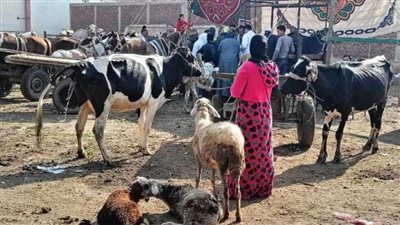 فحصت 1521 حالة.. قافلة بيطرية مجانية بكفر الشيخ