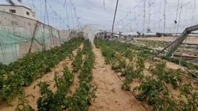 تحديات إعادة إعمار الزراعة في غزة