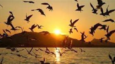 سياحة مراقبة الطيور في مصر.. رحلة بين التنوع البيولوجي والجمال الطبيعي