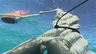 9 فوائد لمشروع صيانة وتركيب الشمندورات في محمية رأس محمد وشرم الشيخ