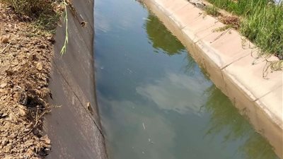 ننشر حصاد زراعة المنوفية فى توزيع الأسمدة ومشروعات التطهير ( صور )