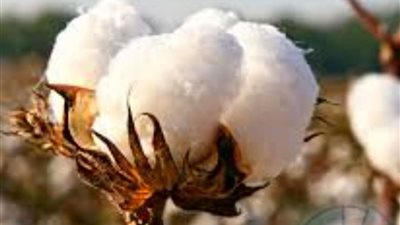 القطن المصري يشهد ثورة زراعية لتلبية احتياجات مصانع الغزل والنسيج