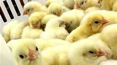 بنسبة 124% .. ارتفاع أسعار الكتاكيت يثير جدلاً في سوق الدواجن المصري