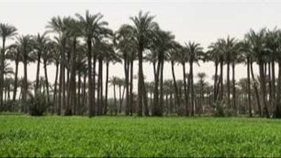 مركز المناخ: أمطار خفيفة ونشاط للرياح على هذه المناطق