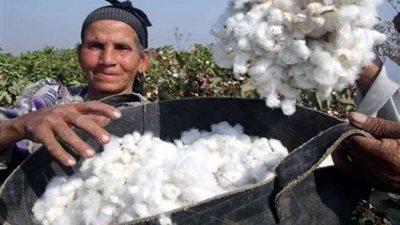 برلماني: منظومة تداول الأقطان ستعمل على إعادة القطن لعصره الذهبي