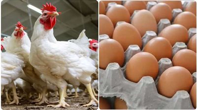 أسعار الدواجن والبيض في الأسواق اليوم الثلاثاء 4 مارس 2025