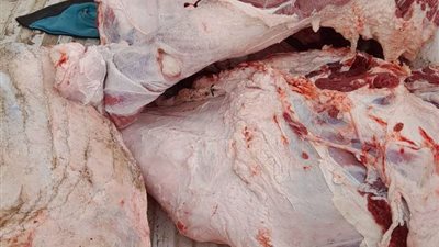 تموين كفر الشيخ يضبط لحومًا ومواد غذائية غير صالحة خلال حملة رقابية