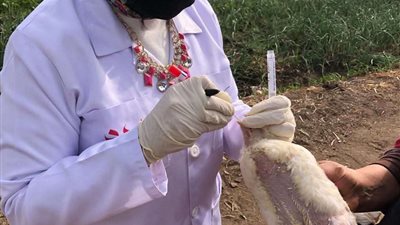 تحصين 83,662 طائرًا ضد أنفلونزا الطيور والأمراض الوبائية بالشرقية