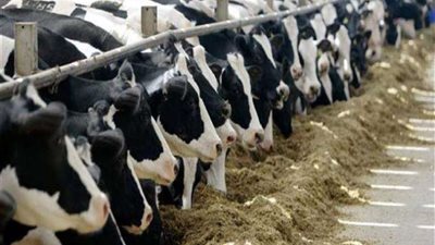 خاص| تراجع واردات اللحوم الحية في مصر.. بين تعزيز الإنتاج المحلي واستمرار ارتفاع الأسعار