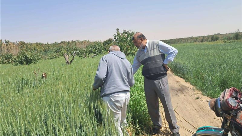 مسئولو الزراعة يتابعان