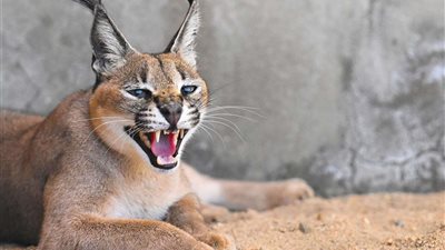 الوشق المصري.. قط تسلل الحدود وأرعب جنود الاحتلال