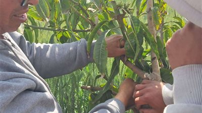 خاص| خبير يقترح فكرة لاستغلال الاسطح المنزلية لزراعة الخضروات وتحسين المناخ الحضري