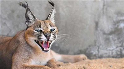 الوشق المفترس.. ماذا تعرف عن القط المصري الذي أرعب الاحتلال؟