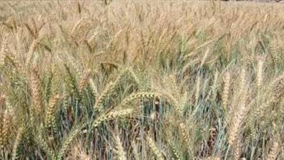 مواعيد الري الآمن للقمح في مصر خلال الأسبوع الحالي: دليل شامل لتفادي الرقاد