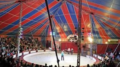 تعرف على مصير سيرك طنطا حادث هجوم نمر على أحد العاملين