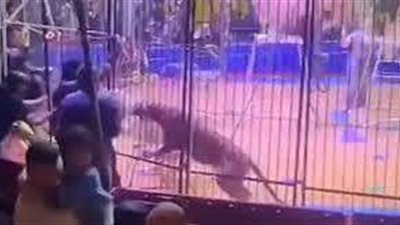 بعد واقعة نمر سيرك طنطا.. اعرف الضوابط القانونية لاقتناء الحيوانات المفترسة