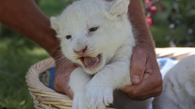 الإفتاء: ترويض الحيوانات المفترسة منظم بالقانون ولا يجوز إذا ترتب عليه ضرر