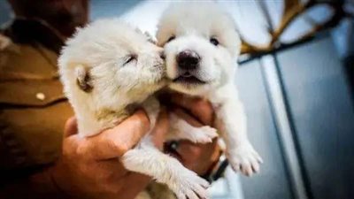 استنساخ الذئب الرهيب بعد 12500 عام من انقراضه.. من عالم Game of Thrones إلى الحقيقة