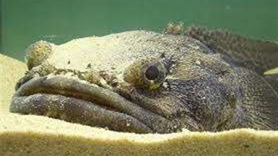 ظهور سمكة الضفدع السامة في البحر المتوسط.. 