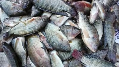 جهاز حماية وتنمية البحيرات يطلق موسم الحصاد في مواقع استراتيجية ويتوقع إنتاج 575 طنًا