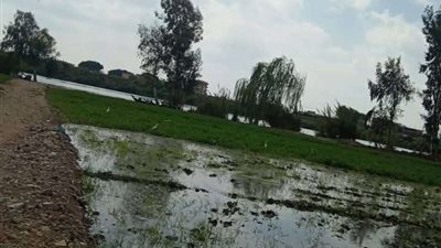 غرق 25 فدان بالشهداء في المنوفية.. تفاصيل وصور