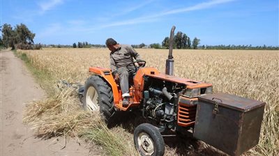 بزيادة 32 ألف فدان عن العام الماضي.. انطلاق موسم حصاد القمح بمحافظة كفر الشيخ