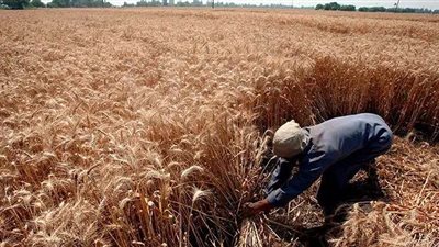 التموين تشترط التصريح لنقل القمح المحلي وتجهز نقاط استلام بـ2200 جنيه للأردب