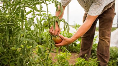 زراعة المستقبل: كيف تشكل الزراعة الاستراتيجية الاقتصادات المحلية