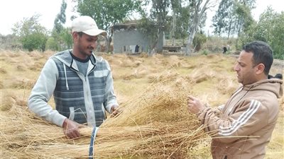 الكتان يتصدر المشهد الزراعي الشتوي في كفر الشيخ مع بداية موسم الحصاد