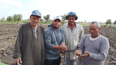 مزارعو كفر الشيخ يزينون الأراضي بزراعة اللب السوبر