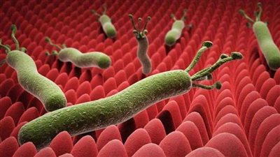 هيئة الدواء المصرية توضح البروتوكول الأمثل لعلاج جرثومة المعدة