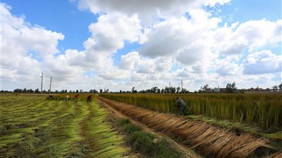 بعد أن كان يطلق عليه الذهب الأخضر.. المزارعون بكفر الشيخ يعزفوا عن زراعة محصول الكتان