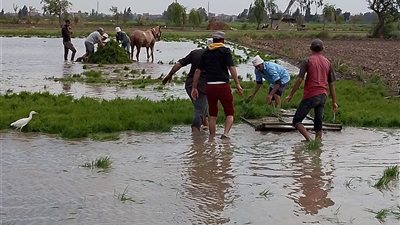 بدء الاستعداد لزراعة الأرز  بكفر الشيخ