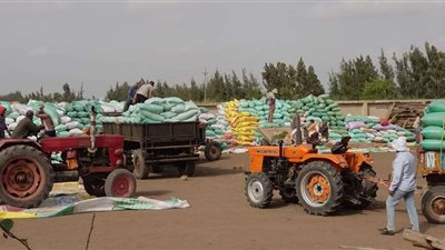 منذ انطلاق موسم حصاد القمح.. توريد 48829 طنًا و166 كيلو حتى الآن في صوامع كفر الشيخ
