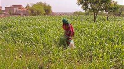 المرأة الريفية بكفر الشيخ.. عمود الاقتصاد المنزلي ورائدة المعرفة الحديثة