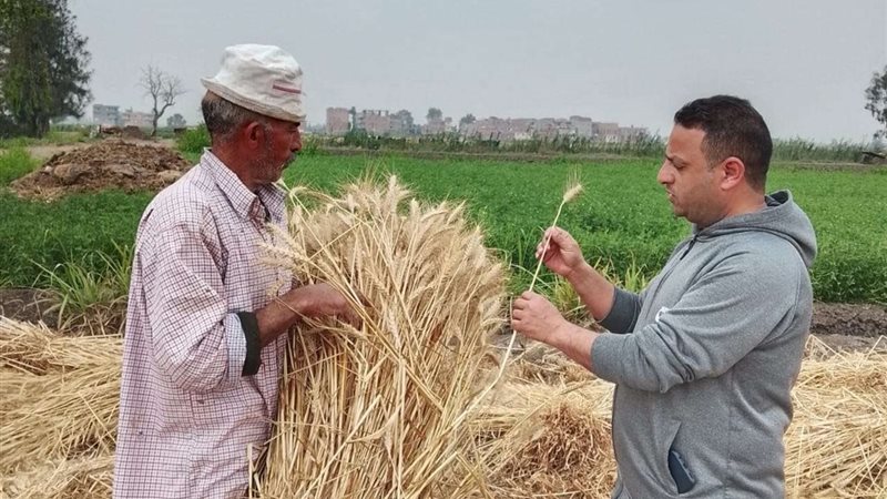 حصاد القمح