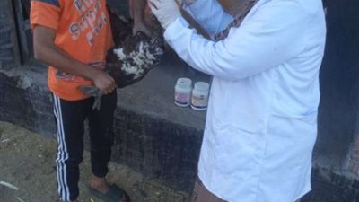 كفرالشيخ: تحصين أكثر من 48 ألف طائر ضد الأمراض الوبائية خلال أسبوع