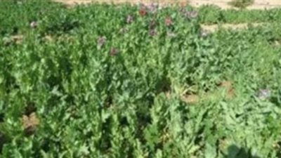 ضربة أمنية موجعة لتجار المخدرات وحائزي الأسلحة بمركز قلين في كفر الشيخ