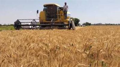 توريد 96 ألف طن قمح إلى شون وصوامع البحيرة حتى الآن