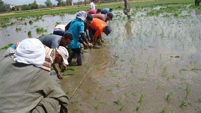 وسط مخاوف من تكرار أزمة نقص المياه.. مزارعو كفر الشيخ يزرعون الأمل في حقول الأرز