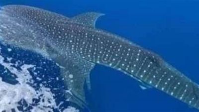 محافظة جنوب سيناء توضح حقيقة ظهور قرش في دهب