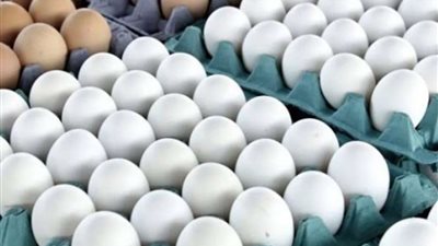 ارتفاع جديد في أسعار البيض.. أسعار الدواجن اليوم السبت 17 مايو 2025