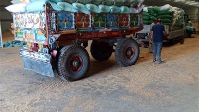 تموين كفر الشيخ: توريد أكثر من 157 ألف طن قمح حتى الآن.. وزيادة في المساحة المزروعة هذا العام