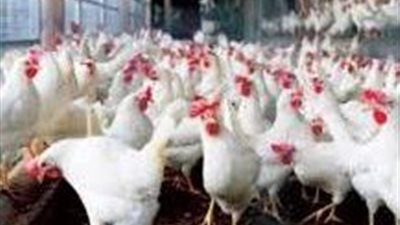  منتجو الدواجن ينفون شائعة تفشي أمراض وبائية.. فيديو
